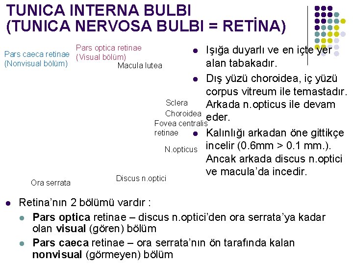 TUNICA INTERNA BULBI (TUNICA NERVOSA BULBI = RETİNA) Pars optica retinae Pars caeca retinae