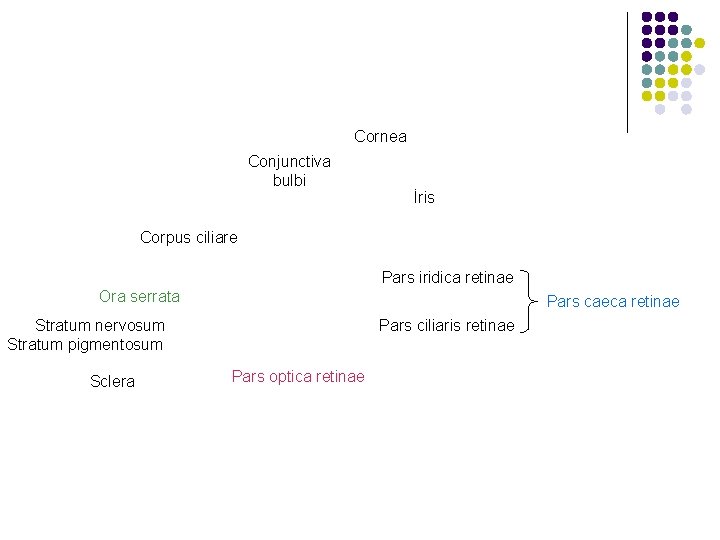 Cornea Conjunctiva bulbi İris Corpus ciliare Pars iridica retinae Ora serrata Pars caeca retinae