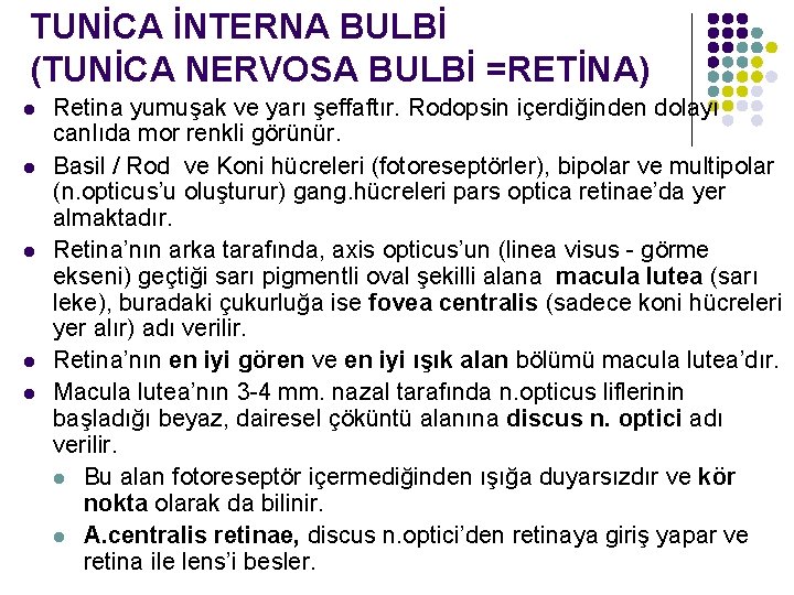 TUNİCA İNTERNA BULBİ (TUNİCA NERVOSA BULBİ =RETİNA) l l l Retina yumuşak ve yarı