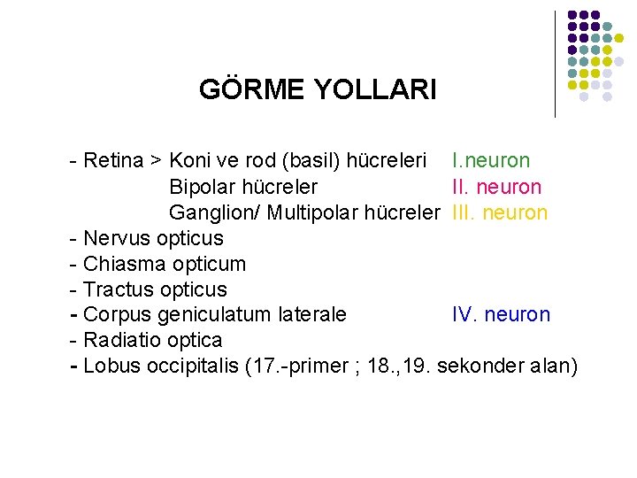 GÖRME YOLLARI - Retina > Koni ve rod (basil) hücreleri I. neuron Bipolar hücreler