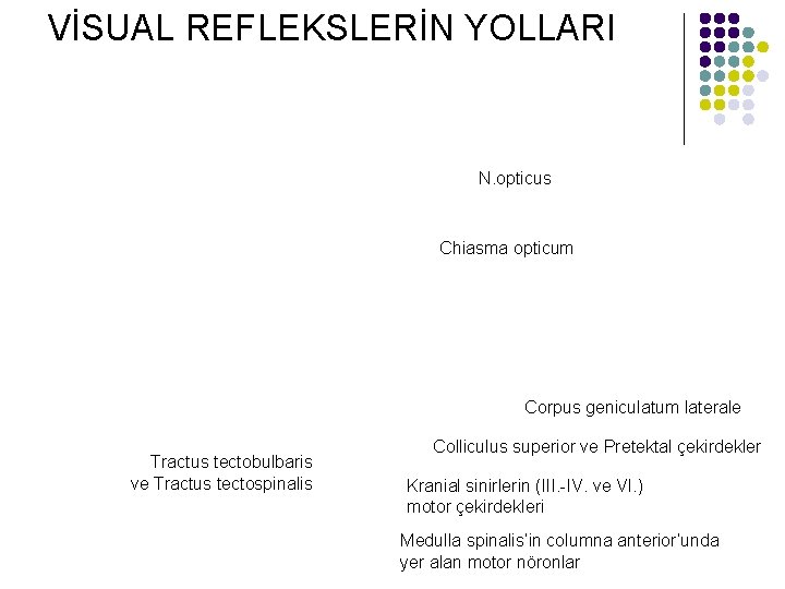 VİSUAL REFLEKSLERİN YOLLARI N. opticus Chiasma opticum Corpus geniculatum laterale Tractus tectobulbaris ve Tractus