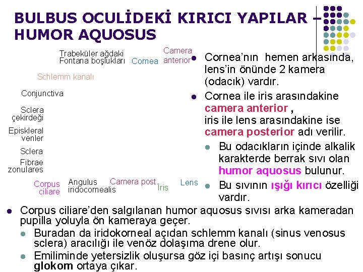 BULBUS OCULİDEKİ KIRICI YAPILAR – HUMOR AQUOSUS Camera Trabeküler ağdaki Fontana boşlukları Cornea anterior