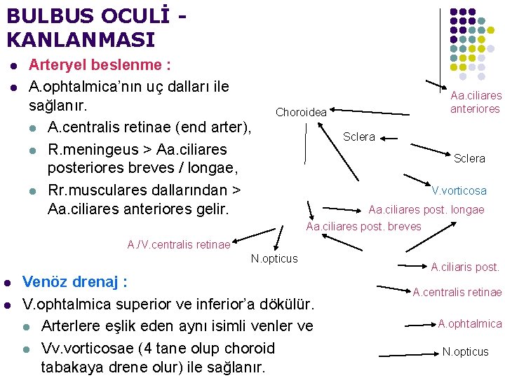 BULBUS OCULİ KANLANMASI l l Arteryel beslenme : A. ophtalmica’nın uç dalları ile sağlanır.