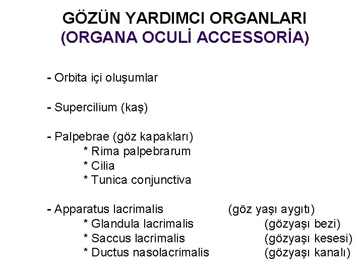 GÖZÜN YARDIMCI ORGANLARI (ORGANA OCULİ ACCESSORİA) - Orbita içi oluşumlar - Supercilium (kaş) -