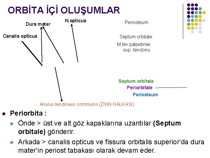 ORBİTA İÇİ OLUŞUMLAR Dura mater Canalis opticus N. opticus Periosteum Septum orbitale M. lev.