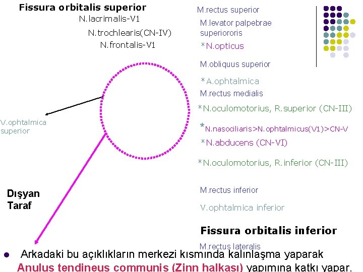 Fissura orbitalis superior N. lacrimalis-V 1 N. trochlearis(CN-IV) N. frontalis-V 1 M. rectus superior