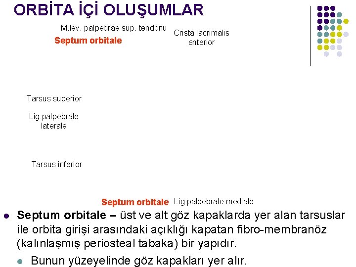 ORBİTA İÇİ OLUŞUMLAR M. lev. palpebrae sup. tendonu Septum orbitale Crista lacrimalis anterior Tarsus