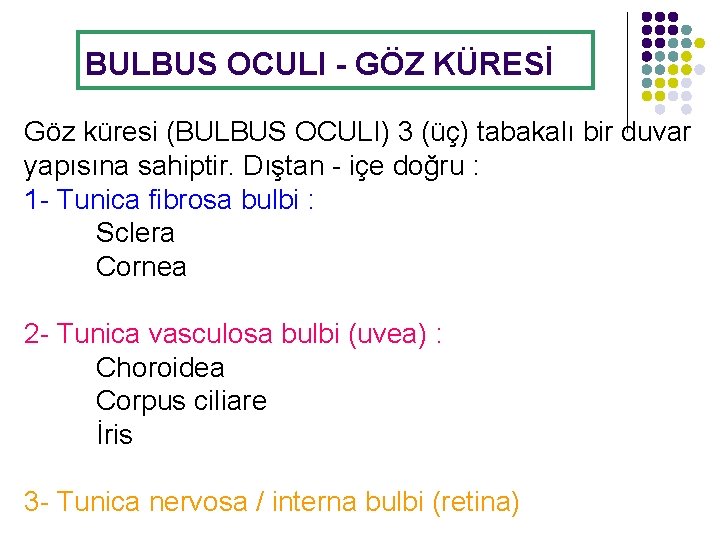 BULBUS OCULI - GÖZ KÜRESİ Göz küresi (BULBUS OCULI) 3 (üç) tabakalı bir duvar