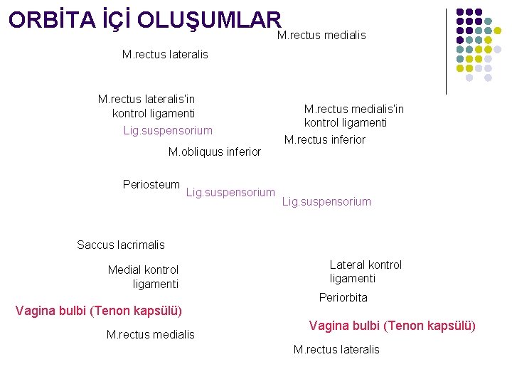 ORBİTA İÇİ OLUŞUMLAR M. rectus medialis M. rectus lateralis’in kontrol ligamenti Lig. suspensorium M.