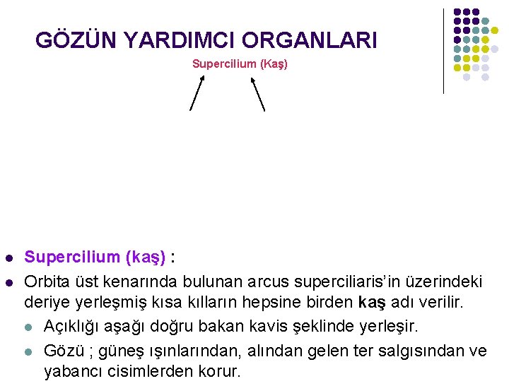 GÖZÜN YARDIMCI ORGANLARI Supercilium (Kaş) l l Supercilium (kaş) : Orbita üst kenarında bulunan