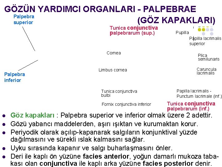 GÖZÜN YARDIMCI ORGANLARI - PALPEBRAE Palpebra (GÖZ KAPAKLARI) superior Tunica conjunctiva palpebrarum (sup. )