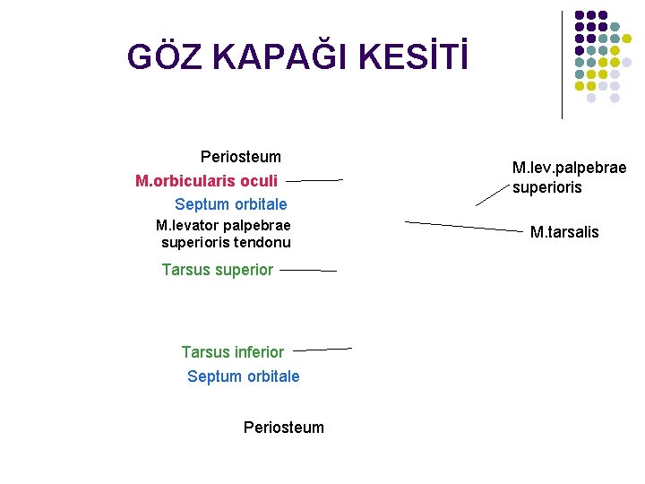 GÖZ KAPAĞI KESİTİ Periosteum M. orbicularis oculi Septum orbitale M. levator palpebrae superioris tendonu