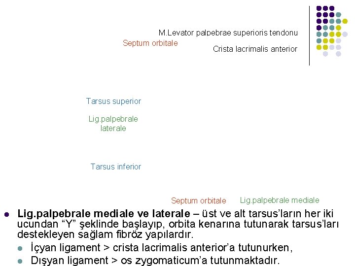 M. Levator palpebrae superioris tendonu Septum orbitale Crista lacrimalis anterior Tarsus superior Lig. palpebrale