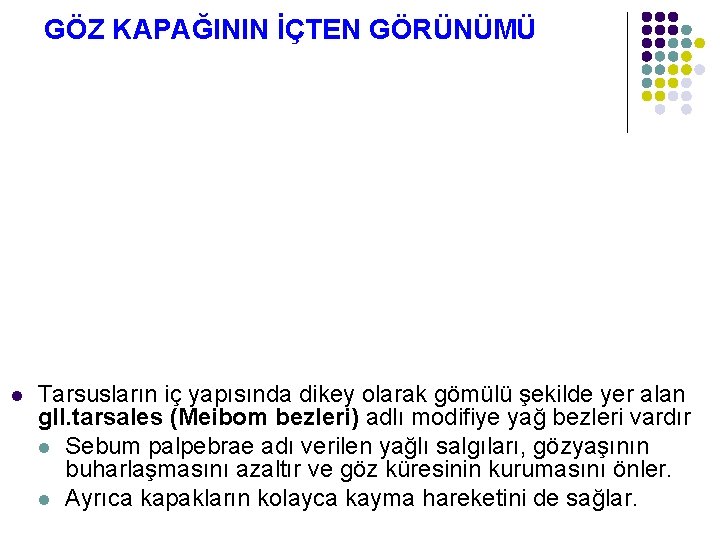 GÖZ KAPAĞININ İÇTEN GÖRÜNÜMÜ l Tarsusların iç yapısında dikey olarak gömülü şekilde yer alan