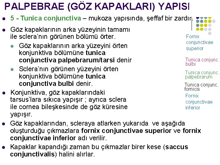 PALPEBRAE (GÖZ KAPAKLARI) YAPISI l 5 - Tunica conjunctiva – mukoza yapısında, şeffaf bir