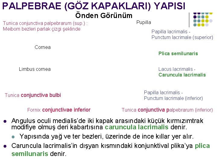 PALPEBRAE (GÖZ KAPAKLARI) YAPISI Önden Görünüm Tunica conjunctiva palpebrarum (sup. ) : Meibom bezleri