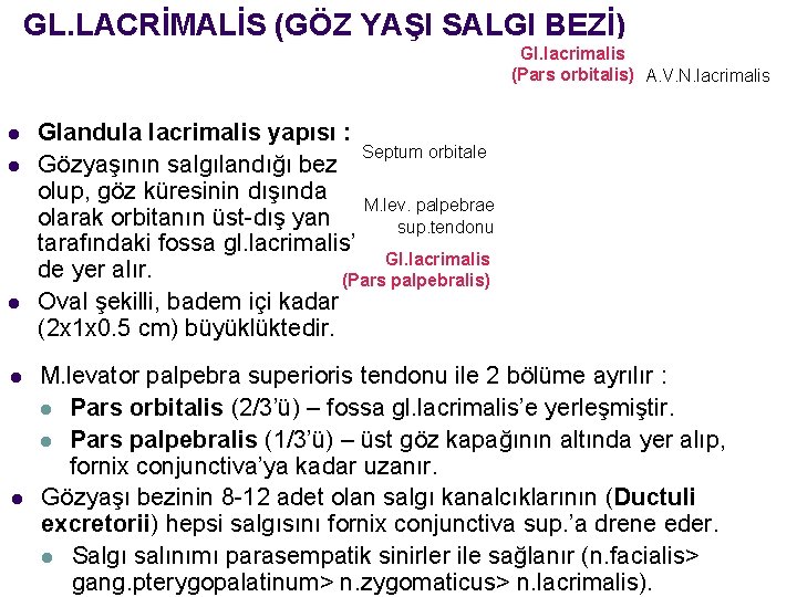 GL. LACRİMALİS (GÖZ YAŞI SALGI BEZİ) Gl. lacrimalis (Pars orbitalis) A. V. N. lacrimalis