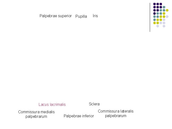 Palpebrae superior Pupilla Lacus lacrimalis Commissura medialis palpebrarum İris Sclera Palpebrae inferior Commissura lateralis