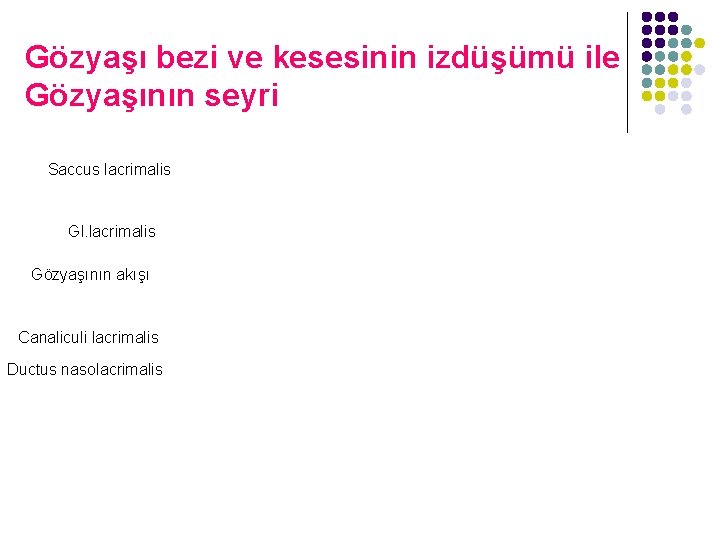 Gözyaşı bezi ve kesesinin izdüşümü ile Gözyaşının seyri Saccus lacrimalis Gl. lacrimalis Gözyaşının akışı