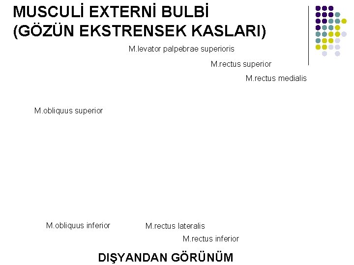 MUSCULİ EXTERNİ BULBİ (GÖZÜN EKSTRENSEK KASLARI) M. levator palpebrae superioris M. rectus superior M.