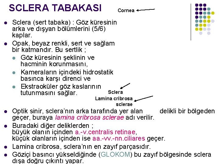 SCLERA TABAKASI l l Cornea Sclera (sert tabaka) : Göz küresinin arka ve dışyan