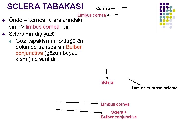 SCLERA TABAKASI Cornea Limbus cornea l l Önde – kornea ile aralarındaki sınır >