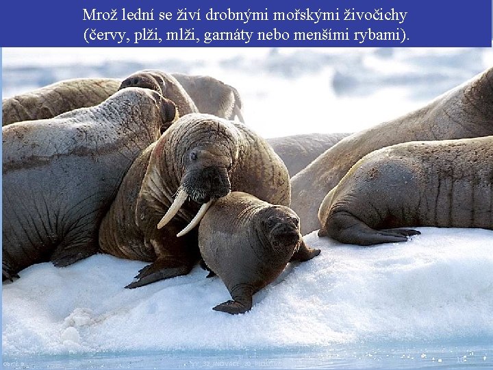 Mrož lední se živí drobnými mořskými živočichy (červy, plži, mlži, garnáty nebo menšími rybami).