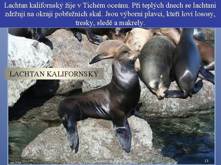 Lachtan kalifornský žije v Tichém oceánu. Při teplých dnech se lachtani zdržují na okraji