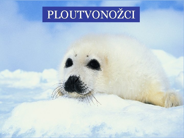 PLOUTVONOŽCI Obr. č. 1 VY_32_INOVACE_20_PLOUTVONOŽCI 2 