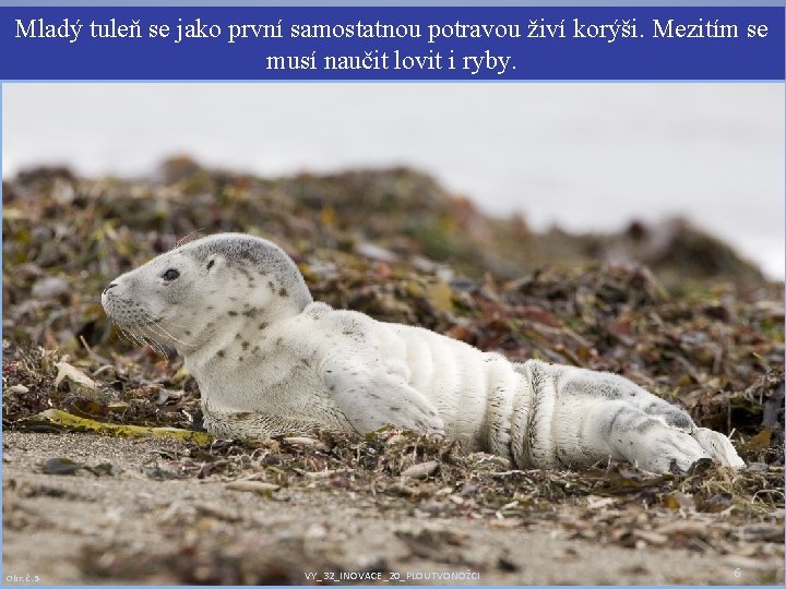 Mladý tuleň se jako první samostatnou potravou živí korýši. Mezitím se musí naučit lovit