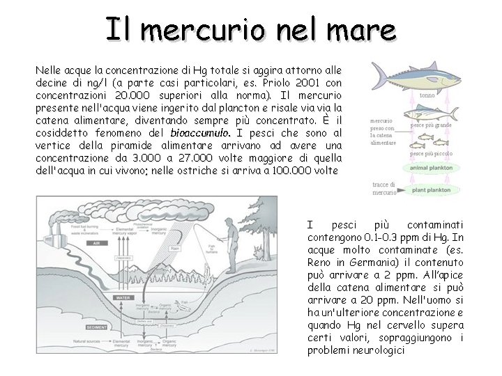 Il mercurio nel mare Nelle acque la concentrazione di Hg totale si aggira attorno