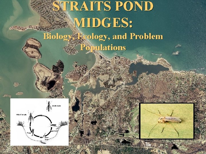 STRAITS POND MIDGES: Biology, Ecology, and Problem Populations 