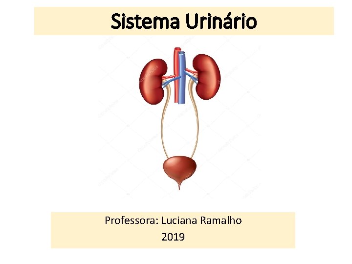 Sistema Urinário Professora: Luciana Ramalho 2019 Sistema Urinário Professora: Luciana Ramalho 2019