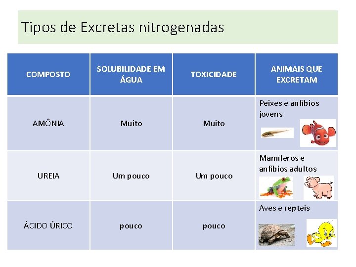 Tipos de Excretas nitrogenadas COMPOSTO AMÔNIA UREIA SOLUBILIDADE EM ÁGUA Muito Um pouco TOXICIDADE Tipos de Excretas nitrogenadas COMPOSTO AMÔNIA UREIA SOLUBILIDADE EM ÁGUA Muito Um pouco TOXICIDADE