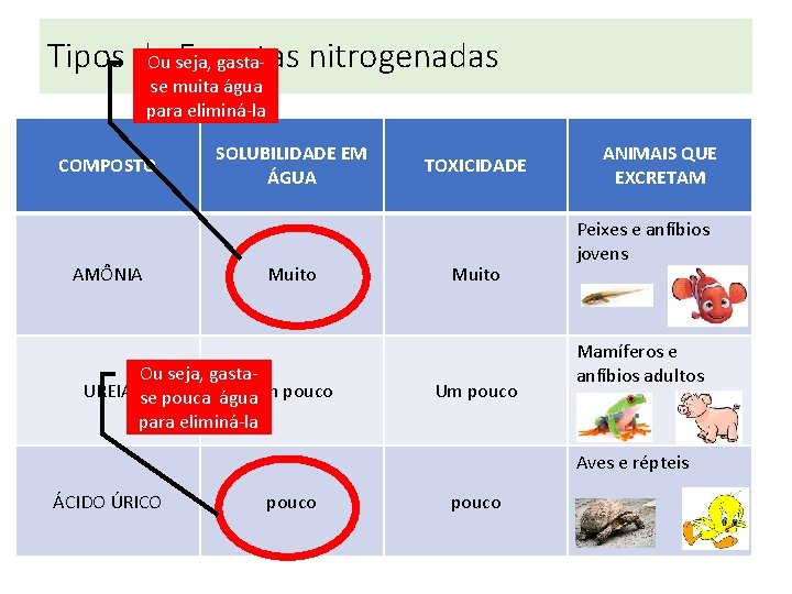 Tipos de Excretas nitrogenadas Ou seja, gastase muita água para eliminá-la COMPOSTO AMÔNIA SOLUBILIDADE Tipos de Excretas nitrogenadas Ou seja, gastase muita água para eliminá-la COMPOSTO AMÔNIA SOLUBILIDADE