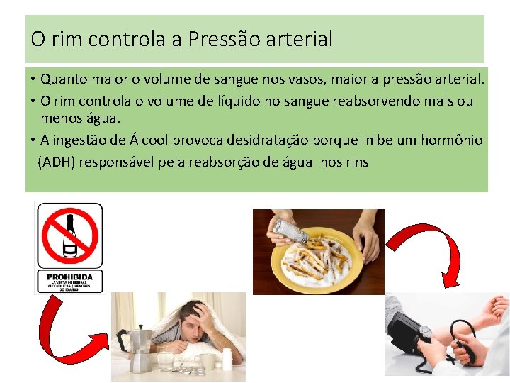O rim controla a Pressão arterial • Quanto maior o volume de sangue nos O rim controla a Pressão arterial • Quanto maior o volume de sangue nos
