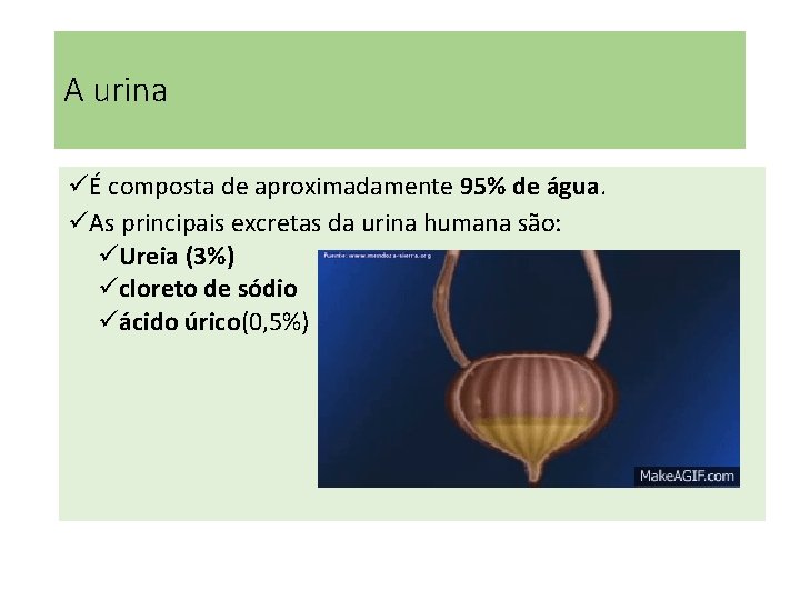 A urina üÉ composta de aproximadamente 95% de água. üAs principais excretas da urina A urina üÉ composta de aproximadamente 95% de água. üAs principais excretas da urina