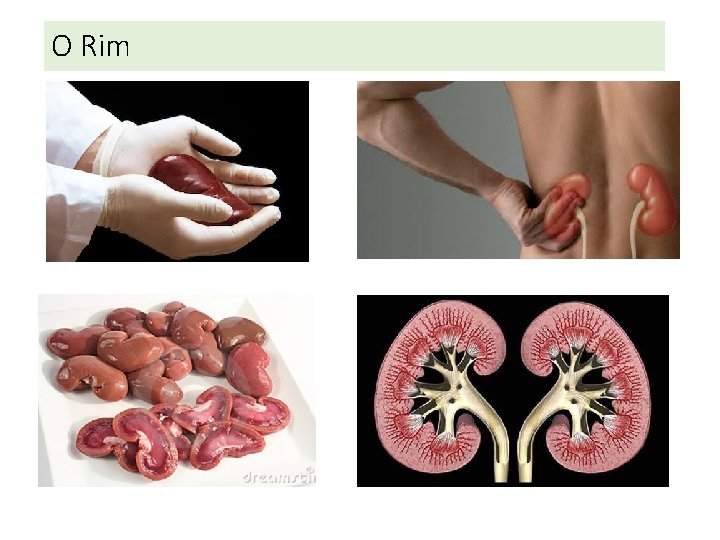 O Rim O Rim