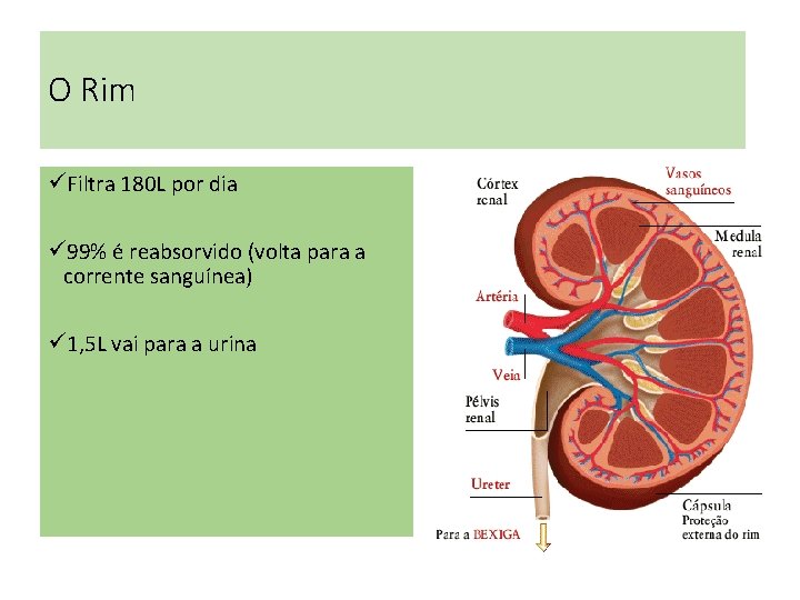 O Rim üFiltra 180 L por dia ü 99% é reabsorvido (volta para a O Rim üFiltra 180 L por dia ü 99% é reabsorvido (volta para a