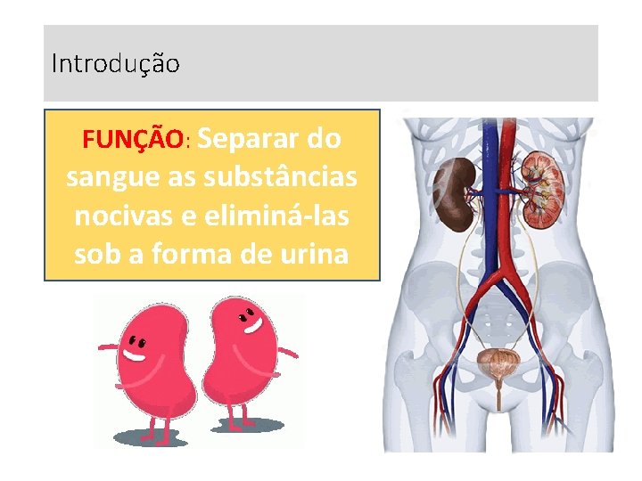 Introdução FUNÇÃO: Separar do sangue as substâncias nocivas e eliminá-las sob a forma de Introdução FUNÇÃO: Separar do sangue as substâncias nocivas e eliminá-las sob a forma de