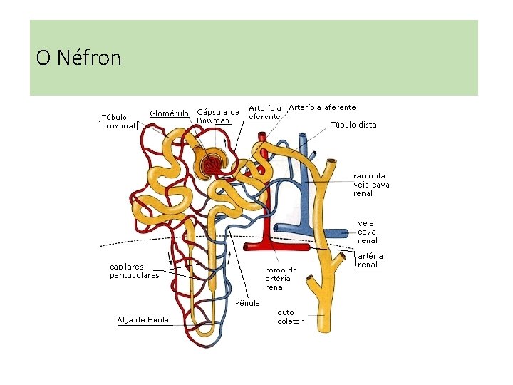 O Néfron O Néfron