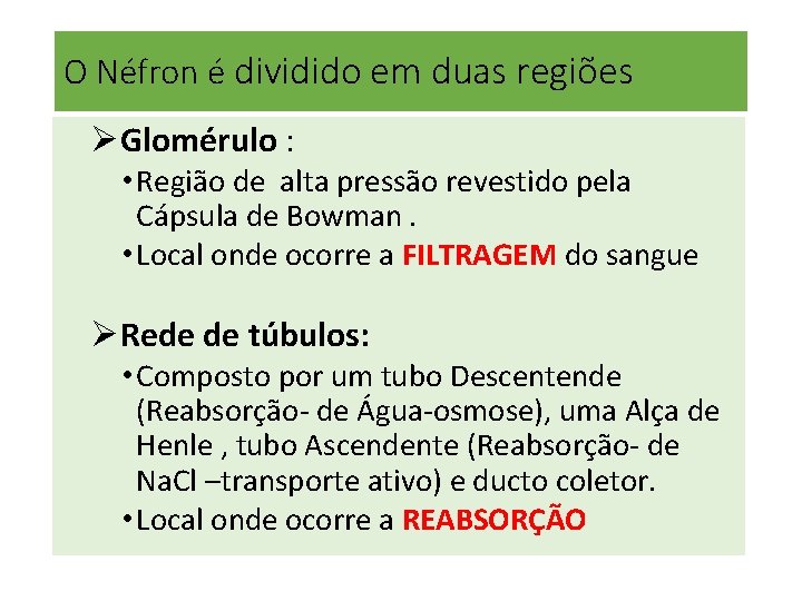 O Néfron é dividido em duas regiões ØGlomérulo : • Região de alta pressão O Néfron é dividido em duas regiões ØGlomérulo : • Região de alta pressão