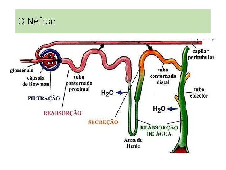 O Néfron O Néfron