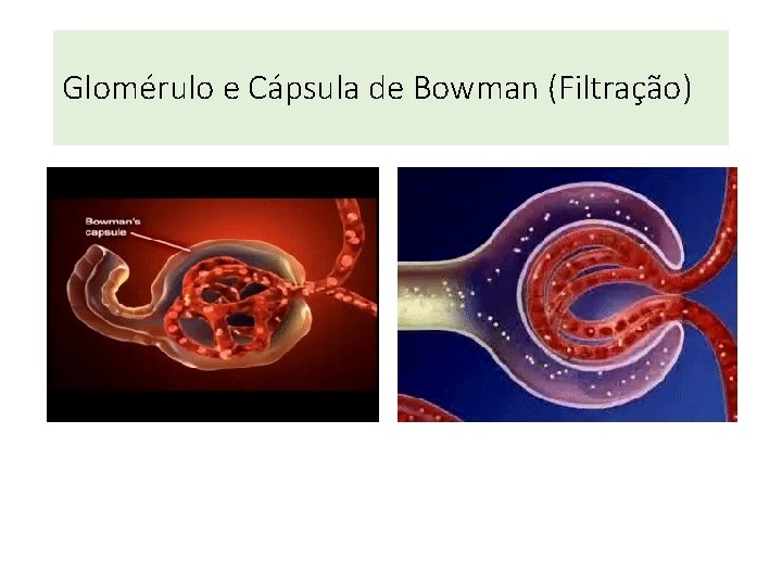 Glomérulo e Cápsula de Bowman (Filtração) Glomérulo e Cápsula de Bowman (Filtração)
