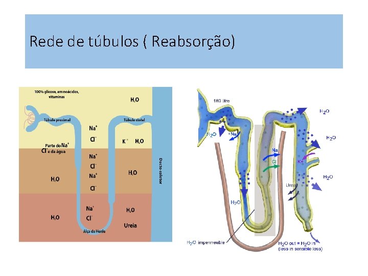 Rede de túbulos ( Reabsorção) Rede de túbulos ( Reabsorção)