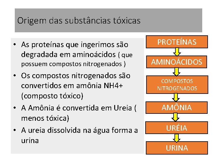 Origem das substâncias tóxicas • As proteínas que ingerimos são degradada em aminoácidos ( Origem das substâncias tóxicas • As proteínas que ingerimos são degradada em aminoácidos (