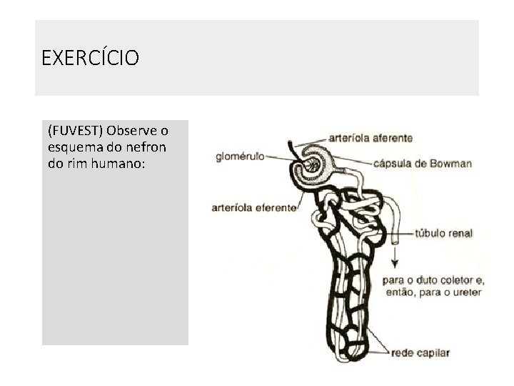 EXERCÍCIO (FUVEST) Observe o esquema do nefron do rim humano: EXERCÍCIO (FUVEST) Observe o esquema do nefron do rim humano: