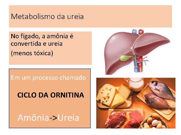Metabolismo da ureia No fígado, a amônia é convertida e ureia (menos tóxica) Em Metabolismo da ureia No fígado, a amônia é convertida e ureia (menos tóxica) Em