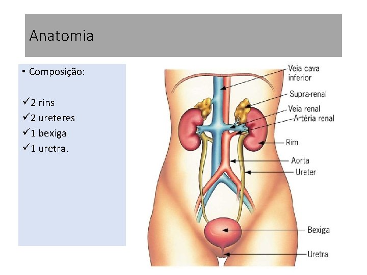 Anatomia • Composição: ü 2 rins ü 2 ureteres ü 1 bexiga ü 1 Anatomia • Composição: ü 2 rins ü 2 ureteres ü 1 bexiga ü 1