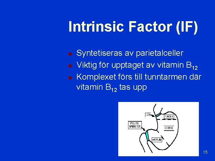 Intrinsic Factor (IF) n n n Syntetiseras av parietalceller Viktig för upptaget av vitamin